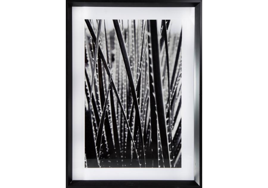 Zdjęcie: Obraz Nature 1, 50x70x3 cm EUROFIRANY