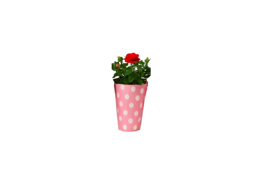 Zdjęcie: Róża miniaturowa GARTENLAND