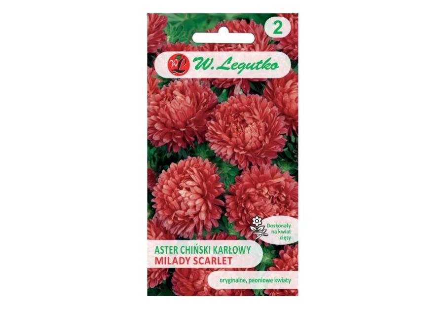 Zdjęcie: Aster chiński Milady Scarlet czerwony 1g W.LEGUTKO