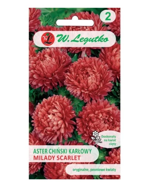 Zdjęcie: Aster chiński Milady Scarlet czerwony 1g W.LEGUTKO