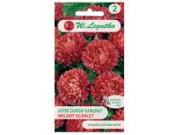 Zdjęcie: Aster chiński Milady Scarlet czerwony 1g W.LEGUTKO