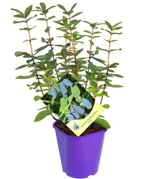 Zdjęcie: Jagoda kamczacka C2 CLEMATIS