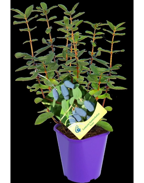 Zdjęcie: Jagoda kamczacka C2 CLEMATIS