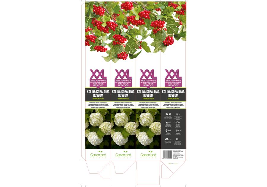 Zdjęcie: Kalina koralowa GARTENLAND