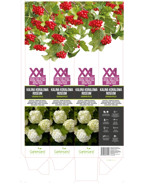 Zdjęcie: Kalina koralowa GARTENLAND