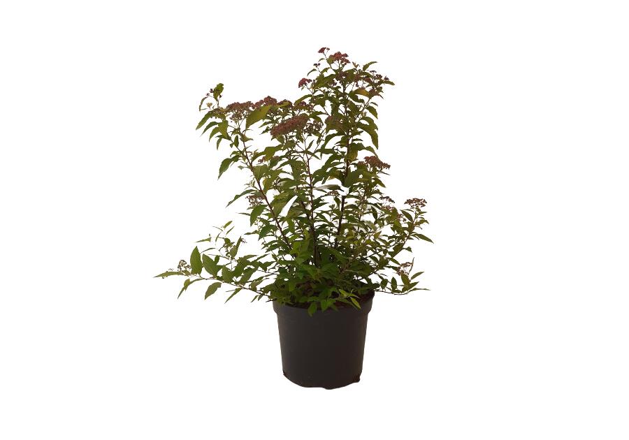 Zdjęcie: Spiraea japonica Goldflame ŁAZUCCY