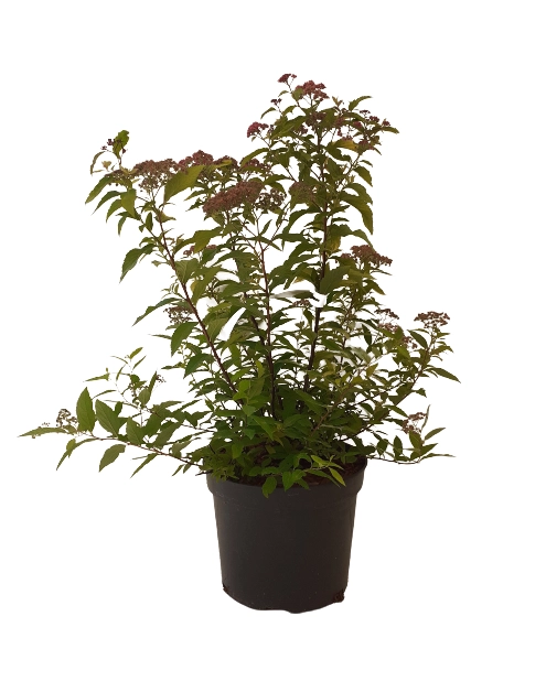 Zdjęcie: Spiraea japonica Goldflame ŁAZUCCY