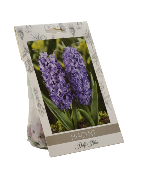 Zdjęcie: Hiacynt Delft Blue W.LEGUTKO