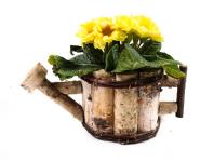 Zdjęcie: Doniczka z brzozy w kształcie konewki z folią 32x17x12 cm TIN TOURS