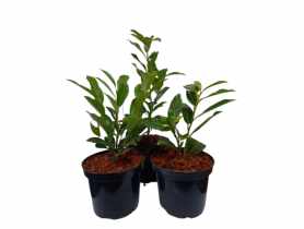 Laurowiśnia wschodnia Prunus laurocerasus Nero PBR ŁAZUCCY