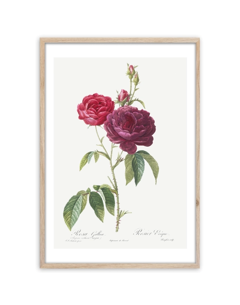 Zdjęcie: Plakat Framepic 50x70 cm Fp019 Red Rose STYLER