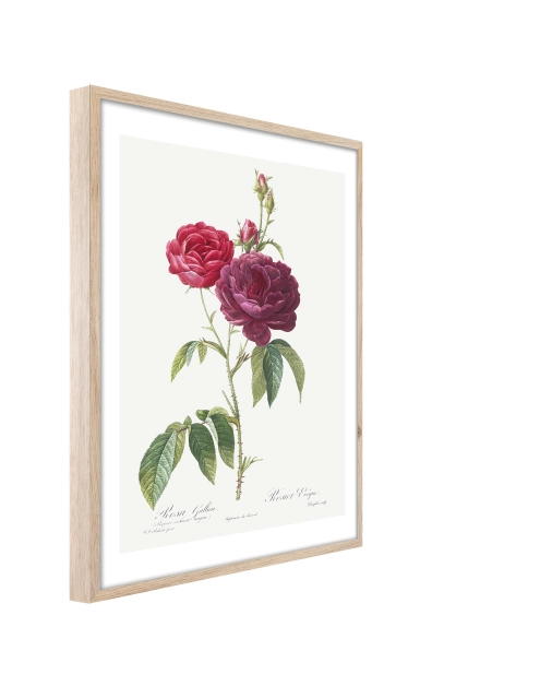 Zdjęcie: Plakat Framepic 50x70 cm Fp019 Red Rose STYLER