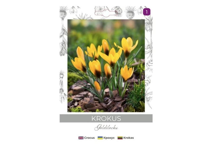 Zdjęcie: Krokus Goldilocks ciemnożółty 8 sztuk W.LEGUTKO