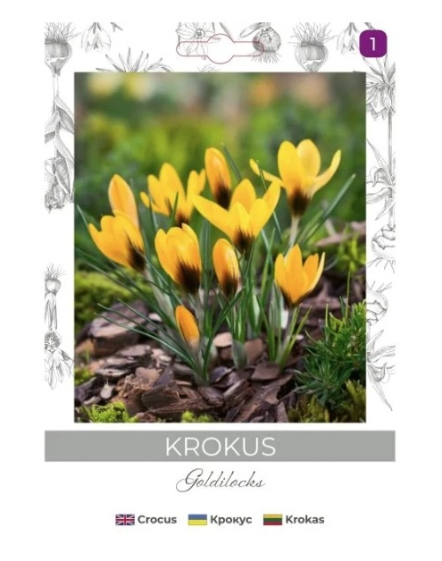 Zdjęcie: Krokus Goldilocks ciemnożółty 8 sztuk W.LEGUTKO