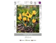 Zdjęcie: Krokus Goldilocks ciemnożółty 8 sztuk W.LEGUTKO