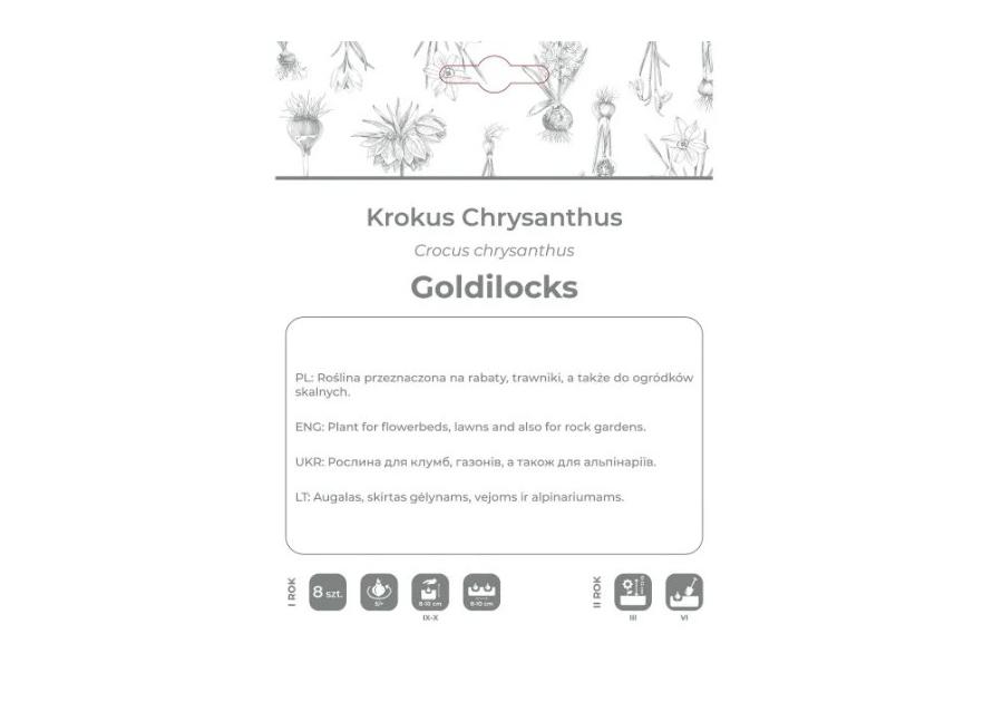 Zdjęcie: Krokus Goldilocks ciemnożółty 8 sztuk W.LEGUTKO