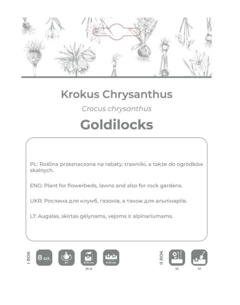 Zdjęcie: Krokus Goldilocks ciemnożółty 8 sztuk W.LEGUTKO