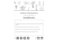 Zdjęcie: Krokus Goldilocks ciemnożółty 8 sztuk W.LEGUTKO