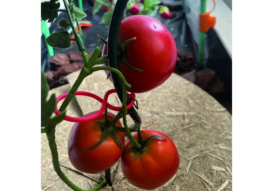 Zdjęcie: Klipsy do podtrzymania pomidorów Tomato Clip, czerwony NORTENE