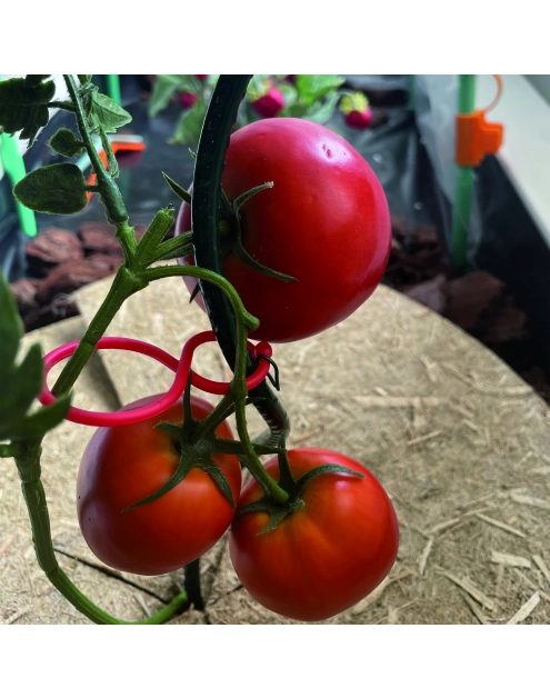 Zdjęcie: Klipsy do podtrzymania pomidorów Tomato Clip, czerwony NORTENE