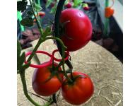 Zdjęcie: Klipsy do podtrzymania pomidorów Tomato Clip, czerwony NORTENE