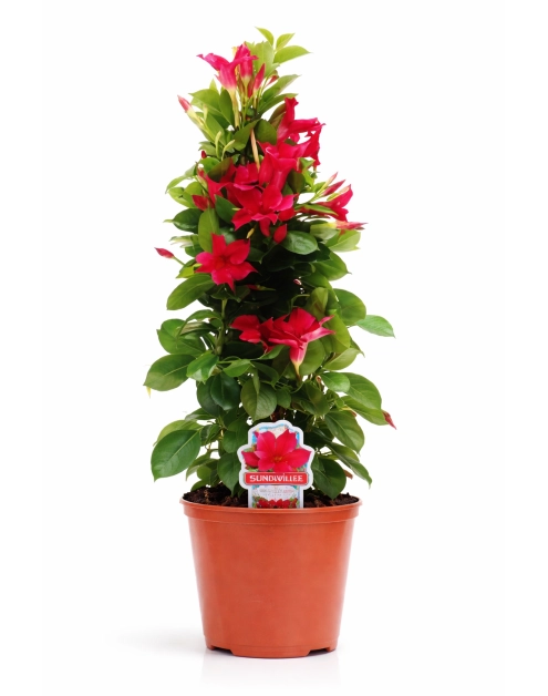 Zdjęcie: Kwiat doniczkowy Er Mandevilla Piramida KAMA