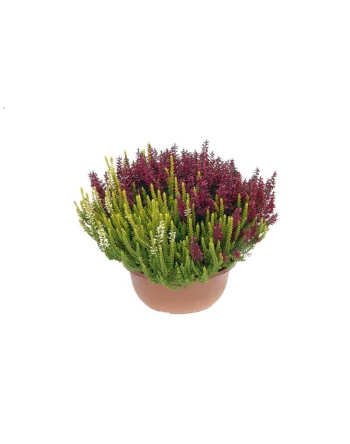 Zdjęcie: Wrzos duży doniczka 17 cm CYGANEK