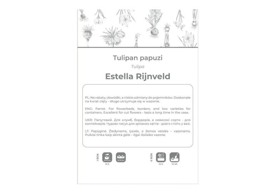 Zdjęcie: Tulipan Estella Rijnveld czerwono-biały 3 sztuki W.LEGUTKO