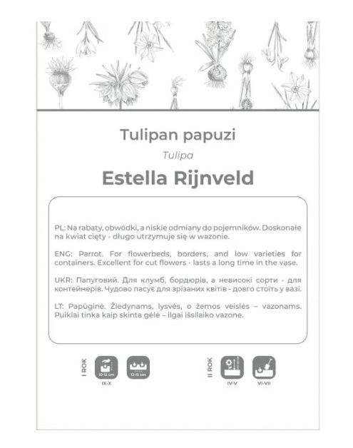 Zdjęcie: Tulipan Estella Rijnveld czerwono-biały 3 sztuki W.LEGUTKO