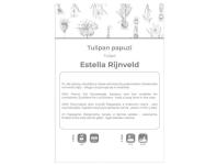 Zdjęcie: Tulipan Estella Rijnveld czerwono-biały 3 sztuki W.LEGUTKO