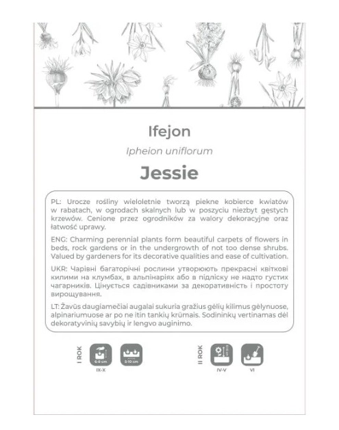 Zdjęcie: Ifejon Jessie niebieski 5 sztuk W.LEGUTKO