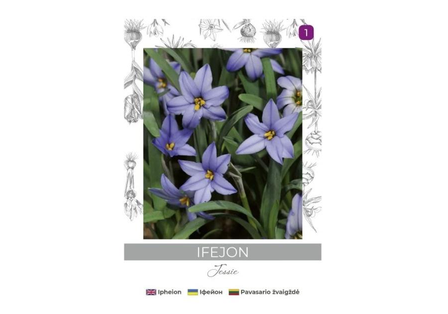 Zdjęcie: Ifejon Jessie niebieski 5 sztuk W.LEGUTKO
