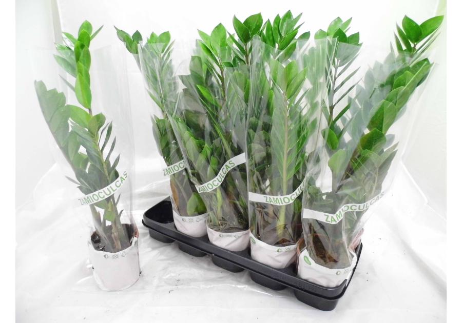 Zdjęcie: Zamioculcas KAMA MAŚLANKIEWICZ