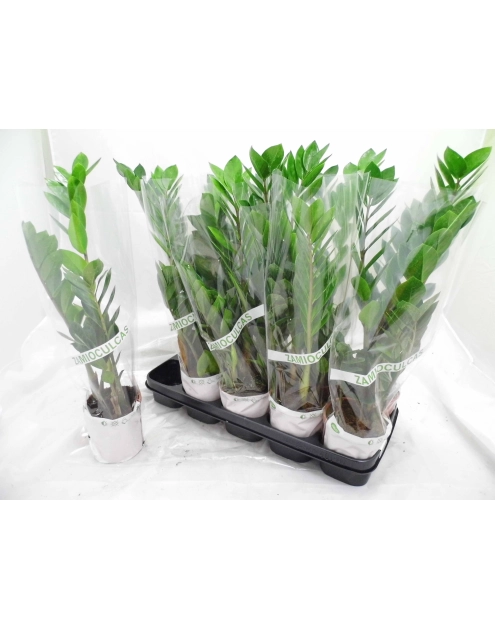 Zdjęcie: Zamioculcas KAMA MAŚLANKIEWICZ