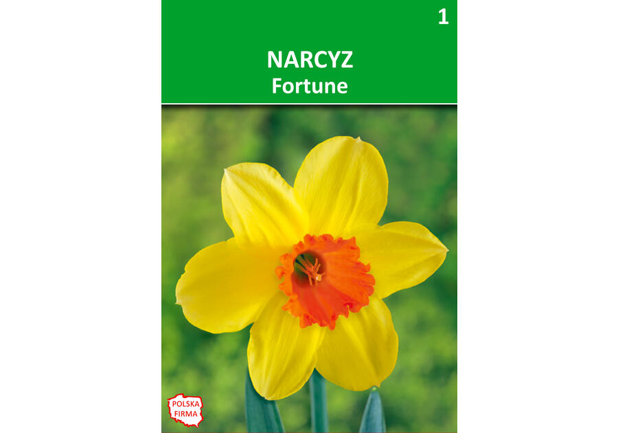 Zdjęcie: Narcyz Fortune żółty W.LEGUTKO