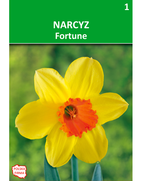 Zdjęcie: Narcyz Fortune żółty W.LEGUTKO