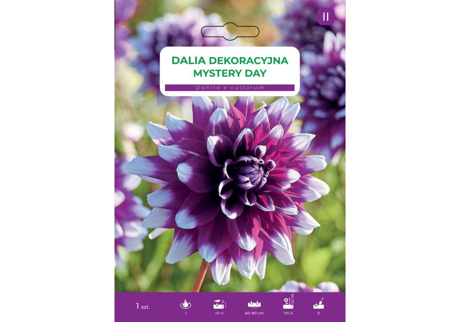 Zdjęcie: Dalia ogrodowa Mystery Day LEGUTKO