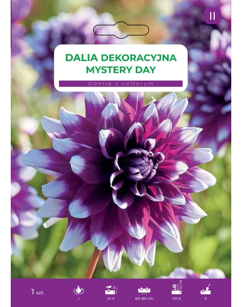 Zdjęcie: Dalia ogrodowa Mystery Day LEGUTKO
