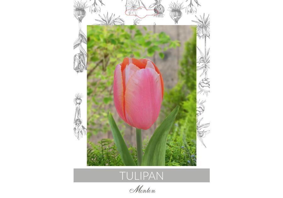 Zdjęcie: Tulipan Menton W.LEGUTKO