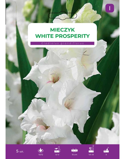 Zdjęcie: Mieczyk White Prosperity LEGUTKO