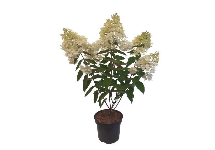 Zdjęcie: Hydrangea paniculata mix ŁAZUCCY