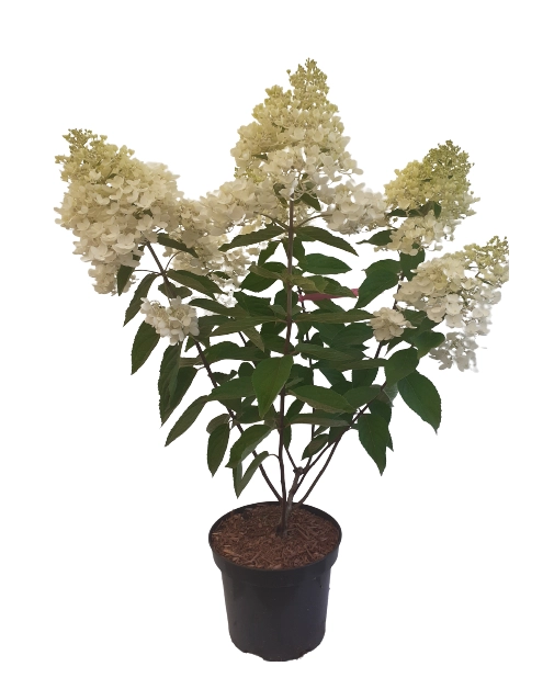 Zdjęcie: Hydrangea paniculata mix ŁAZUCCY