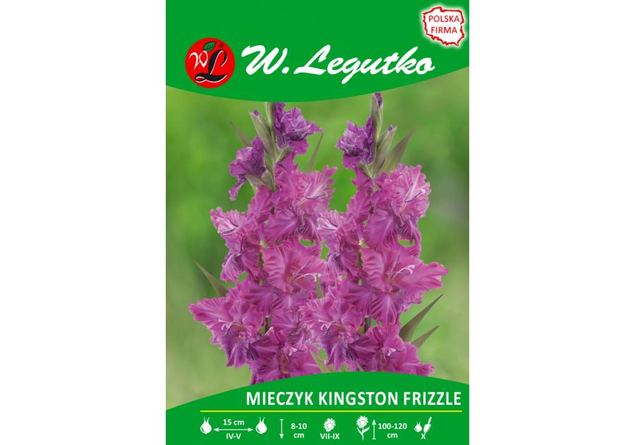 Zdjęcie: Mieczyk Kingston Frizzle seria tradycyjna W.LEGUTKO
