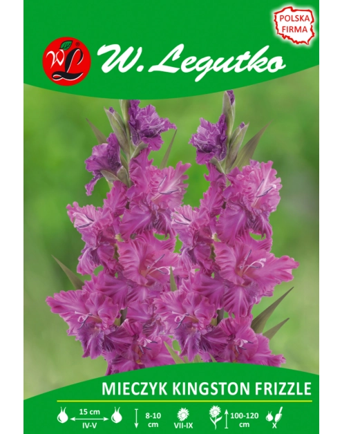 Zdjęcie: Mieczyk Kingston Frizzle seria tradycyjna W.LEGUTKO