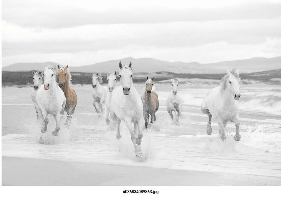 Zdjęcie: Fototapeta White Horses VENA