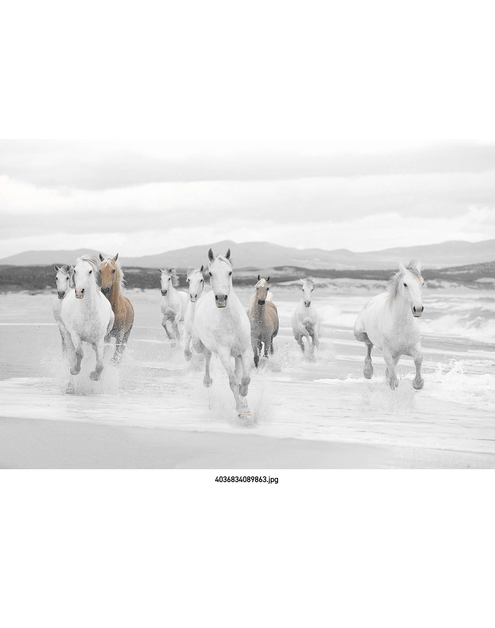 Zdjęcie: Fototapeta White Horses VENA