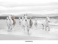 Zdjęcie: Fototapeta White Horses VENA