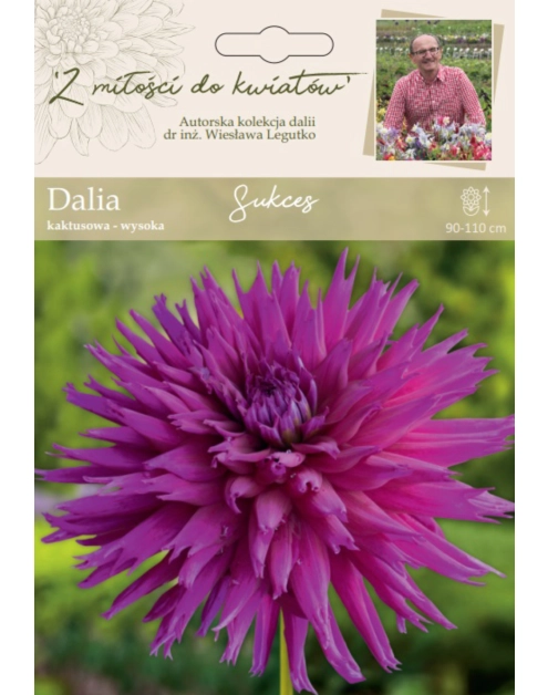 Zdjęcie: Dalia ogrodowa Sukces kolekcja dalii W.LEGUTKO