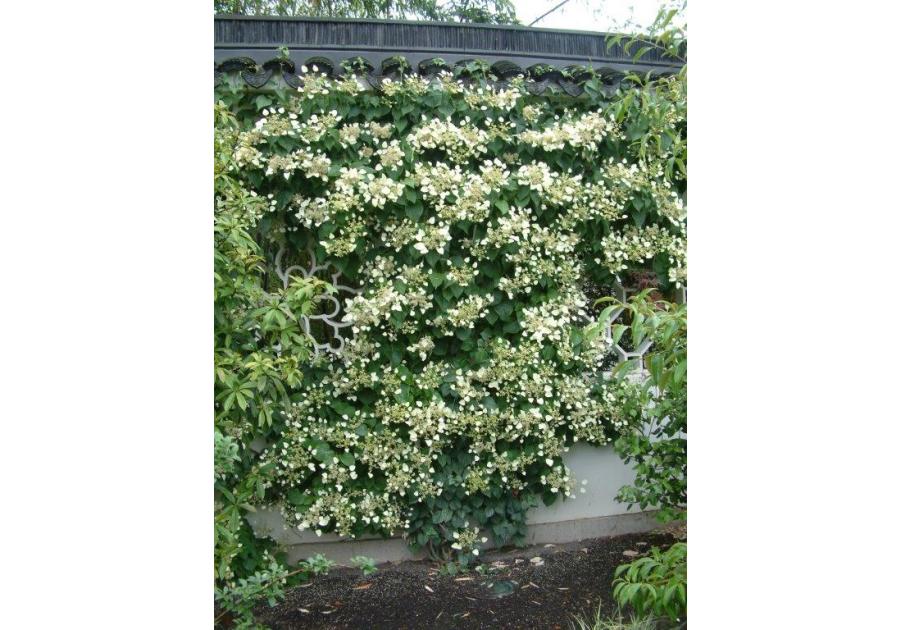 Zdjęcie: Przywarka japońska C2 CLEMATIS