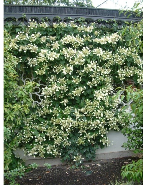 Zdjęcie: Przywarka japońska C2 CLEMATIS